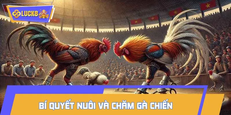 Tổng hợp bí quyết chăm sóc gà cựa tam cường