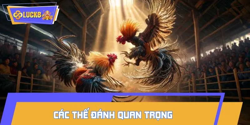 Tìm hiểu các thế đánh trong gà cựa tam cường